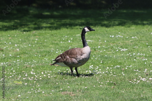 canada goose © Megan