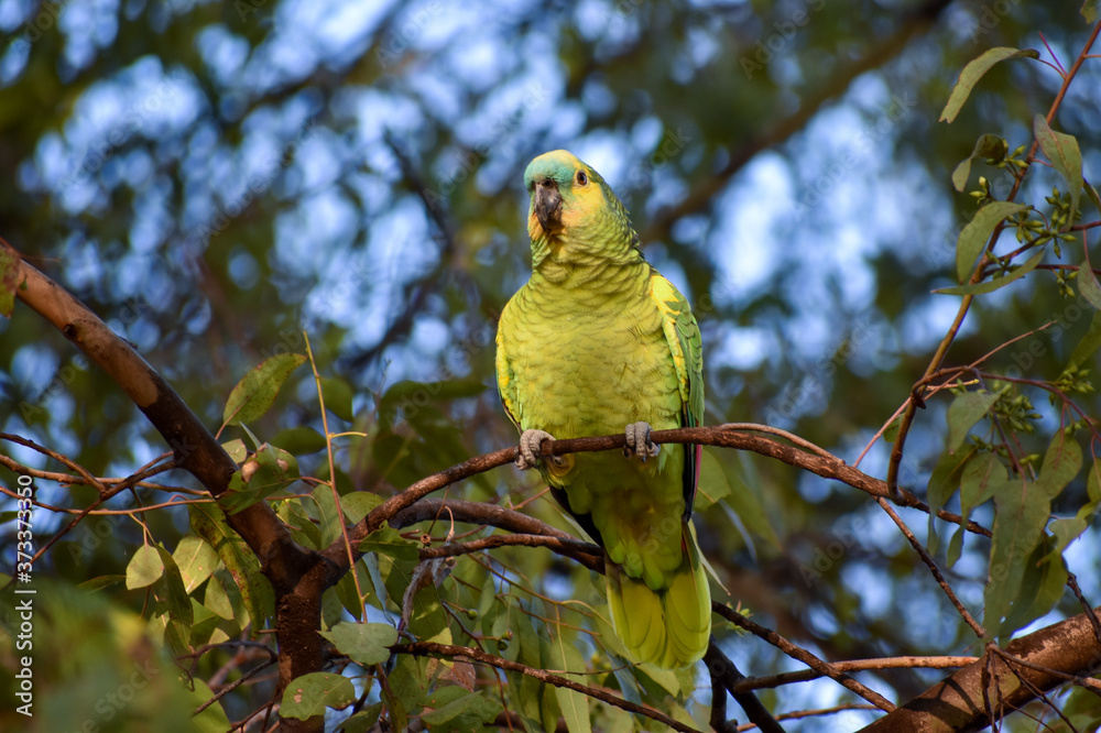 wild turquoise-fronted amazon (Amazona aestiva) at a park in Buenos Aires wild turquoise-fronted amazon (Amazona aestiva) at a park in Buenos Aires