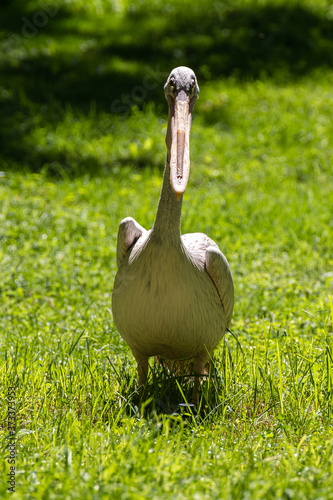 Front view of a gray or pink pelican bird of the family Pelicanidae on the grass photo