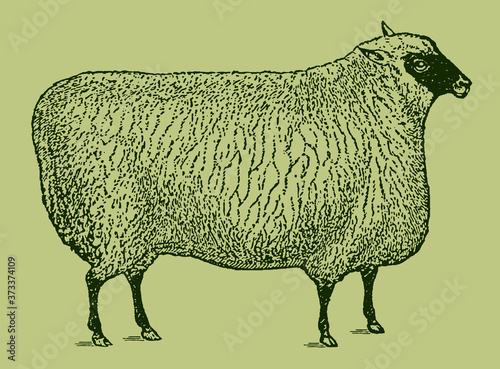 Shropshire sheep in side view isolated on a light green background, after an antique illustration from the 19th century. Editable in layers