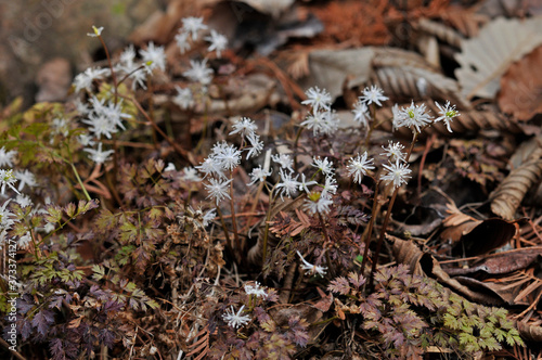 山林に自生する日本固有種の花オウレン