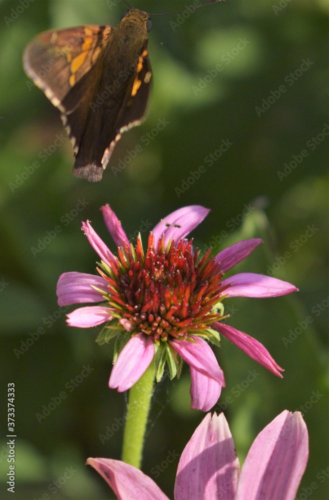 butterfly on pink flower butterfly on pink flower