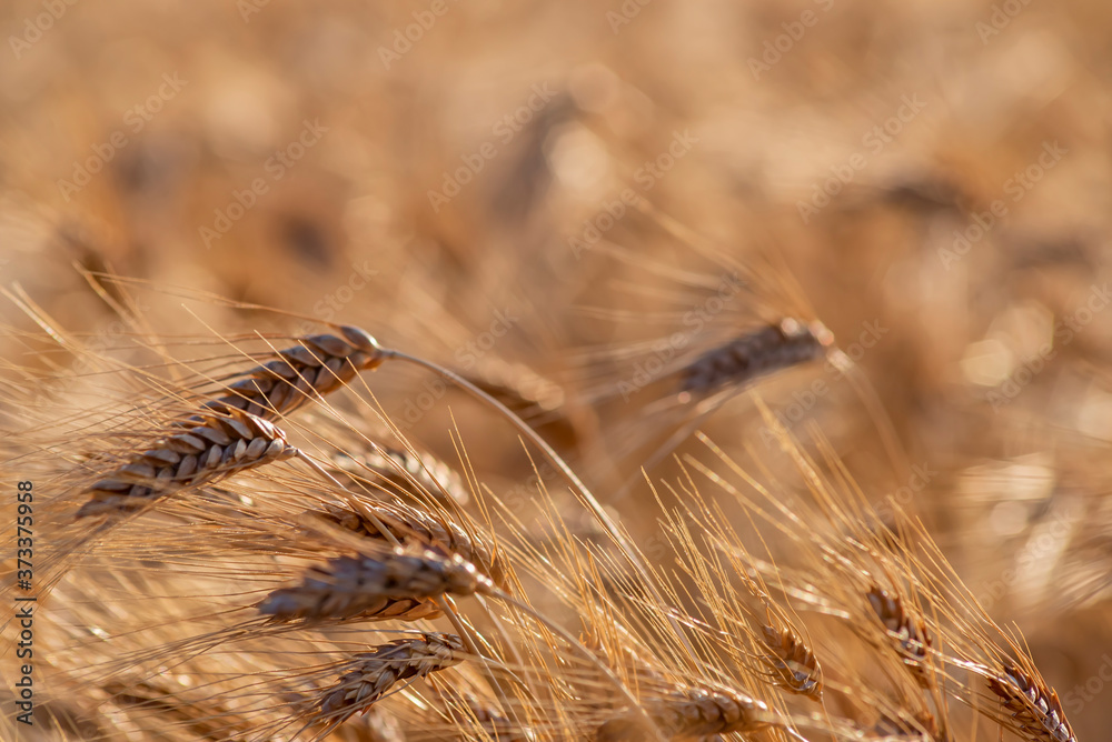 golden wheat field and sunny day. Ripe yellow wheat ears in the harvest season golden wheat field and sunny day. Ripe yellow wheat ears in the harvest season