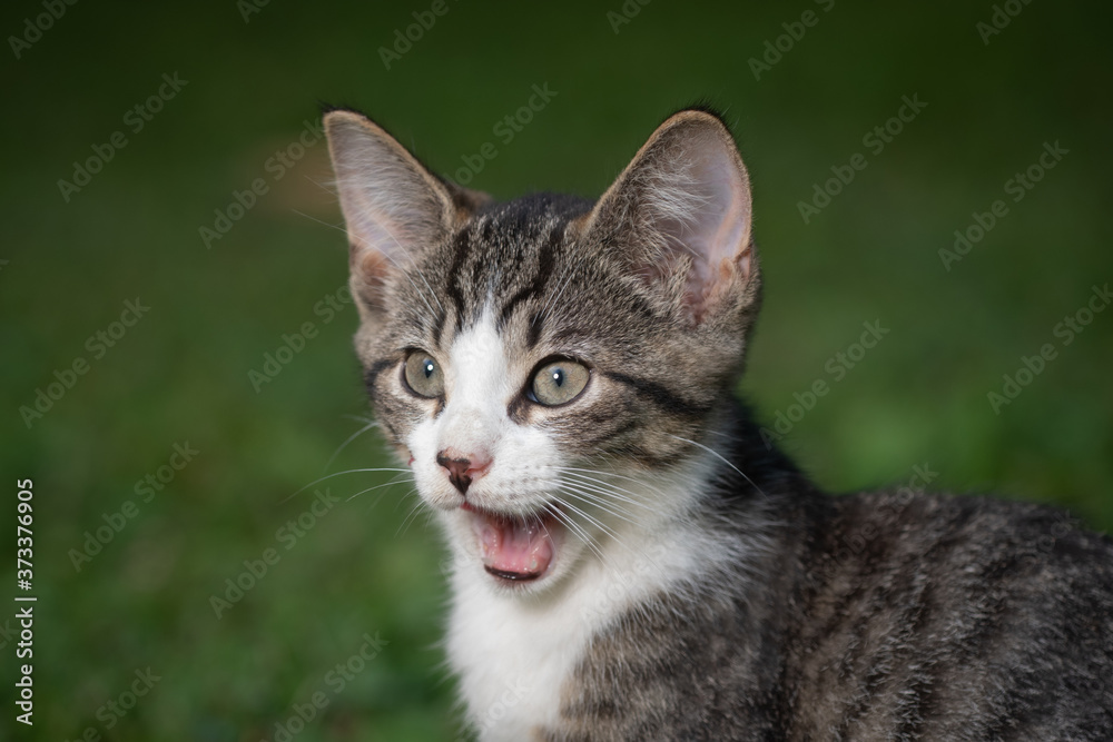 Tabby kitten looking surprised Tabby kitten looking surprised