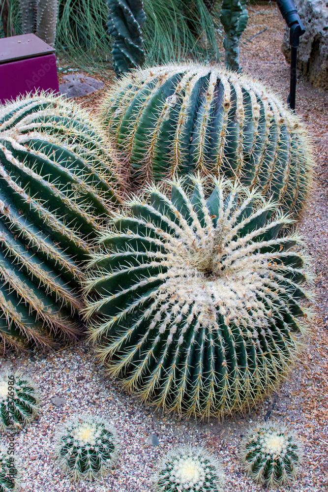 the golden barrel cactus (Echinocactus grusonii) is a well known species of cactus, and is endemic to east-central Mexico.
It is rare and endangered in the wild, the golden barrel cactus (Echinocactus grusonii) is a well known species of cactus, and is endemic to east-central Mexico.
It is rare and endangered in the wild,