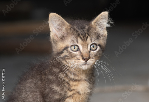 Portrait of cute tabby kitten