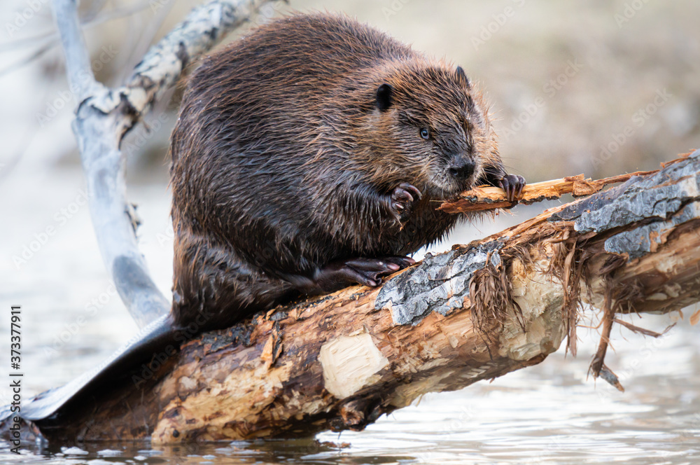 Beaver in the Canadian wilderness