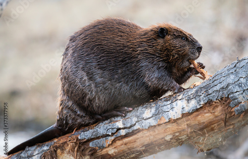 Obraz na płótnie Beaver in the Canadian wilderness w salonie