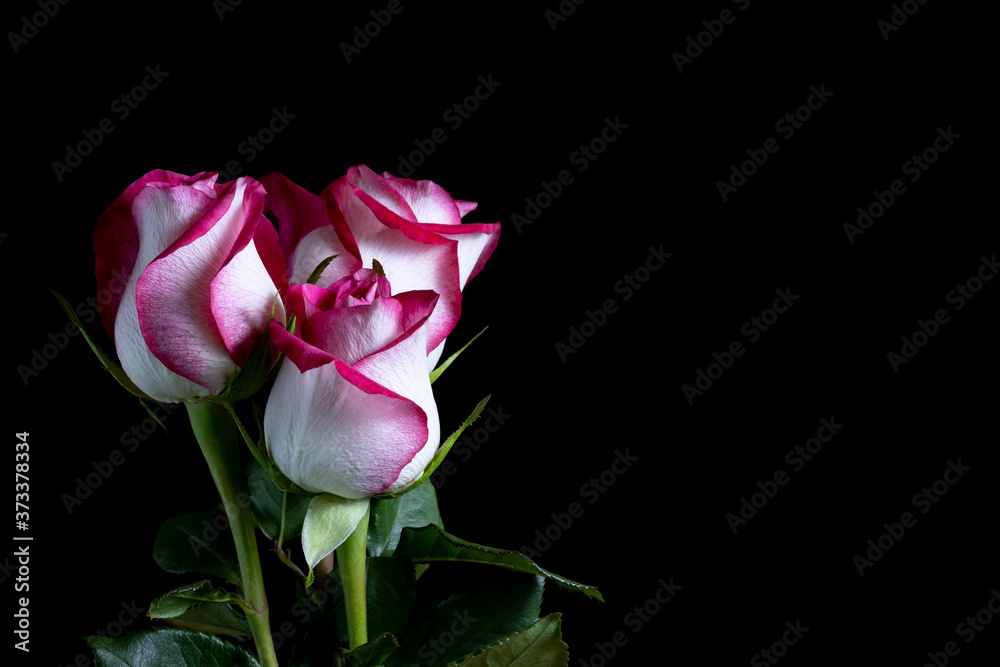 White and Red Roses White and Red Roses