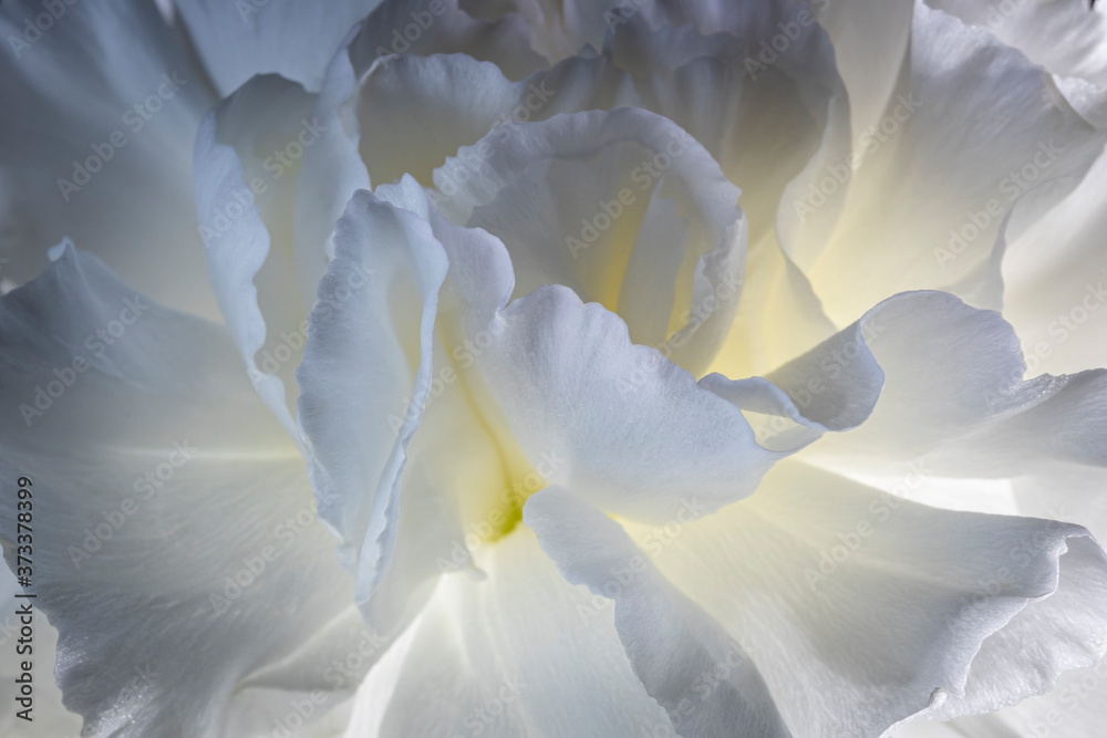 Fototapeta premium White Carnations