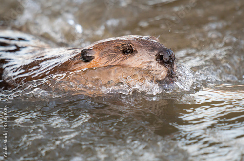 Beaver in the Canadian wilderness