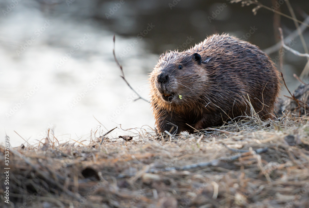 Beaver in the Canadian wilderness Beaver in the Canadian wilderness
