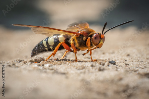 This frightening looking insect looks like a hornet, but it's actually a Cicada Killer Wasp. They don't typically bother humans unless provoked.