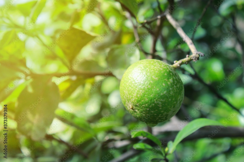 green apple on tree