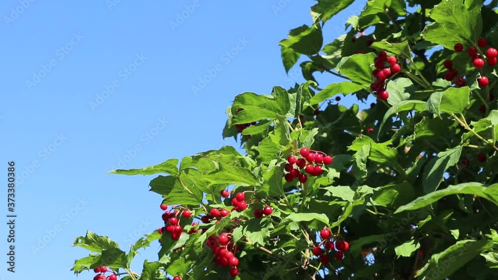 Red viburnum berries on a tree against a blue sky on a sunny autumn day Red viburnum berries on a tree against a blue sky on a sunny autumn day