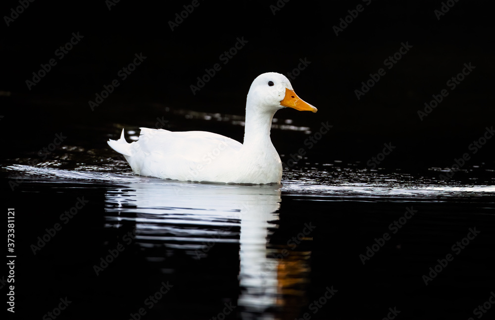 White Pekin Duck against a black background with reflections