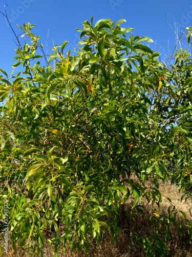 Acacia aneura (also called mulga, true mulga, akasia) with a natural background