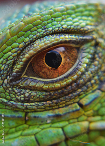  close up eye of an iguana reptile in the fields of Venezuela
