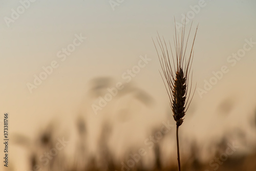 golden wheat field and sunny day. Ripe yellow wheat ears with blue sky in the harvest season