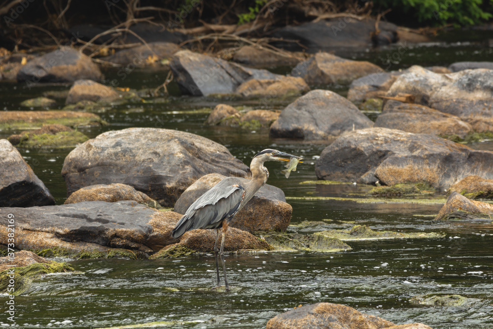 Obraz premium Blue Heron Fishing