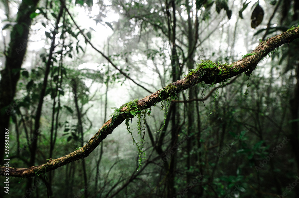 Fototapeta premium tree in the forest