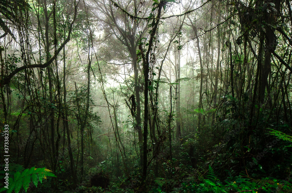 Obraz premium morning in the forest