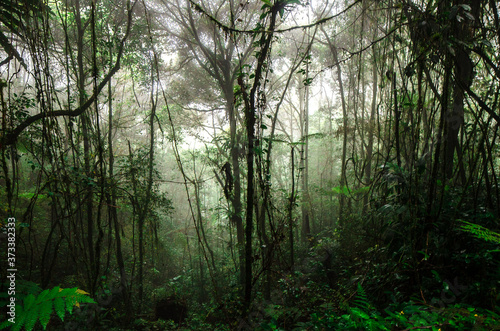 morning in the forest