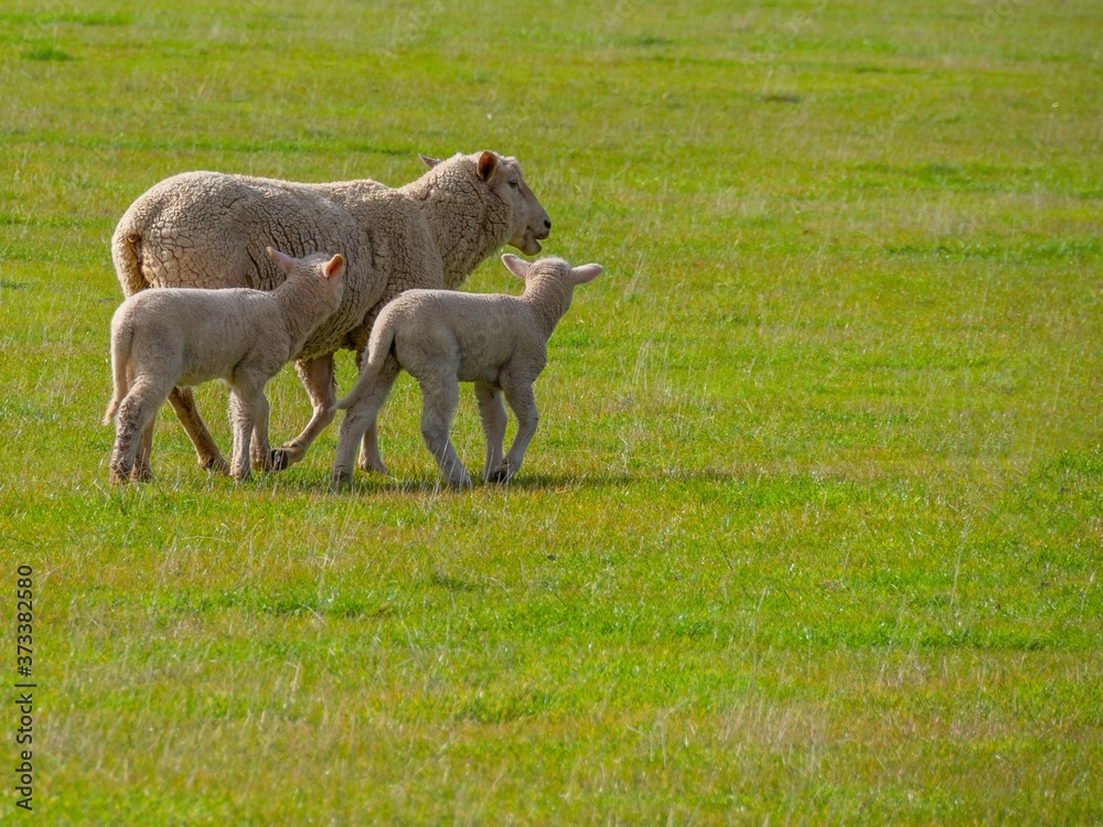 Obraz premium Mother and Lambs