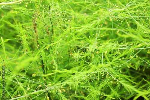 Close up on dense overgrown foliage with wispy texture in vivid green color