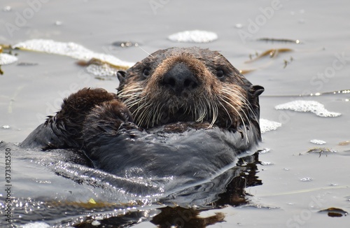 An adorable sea otter (Enhydra lutris) looks from the waters of Elkhorn Slough on the California coast © Phil Stewart