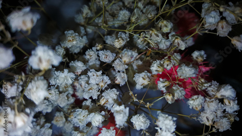 art photo of a bouquet of gypsophila in the wind close-up