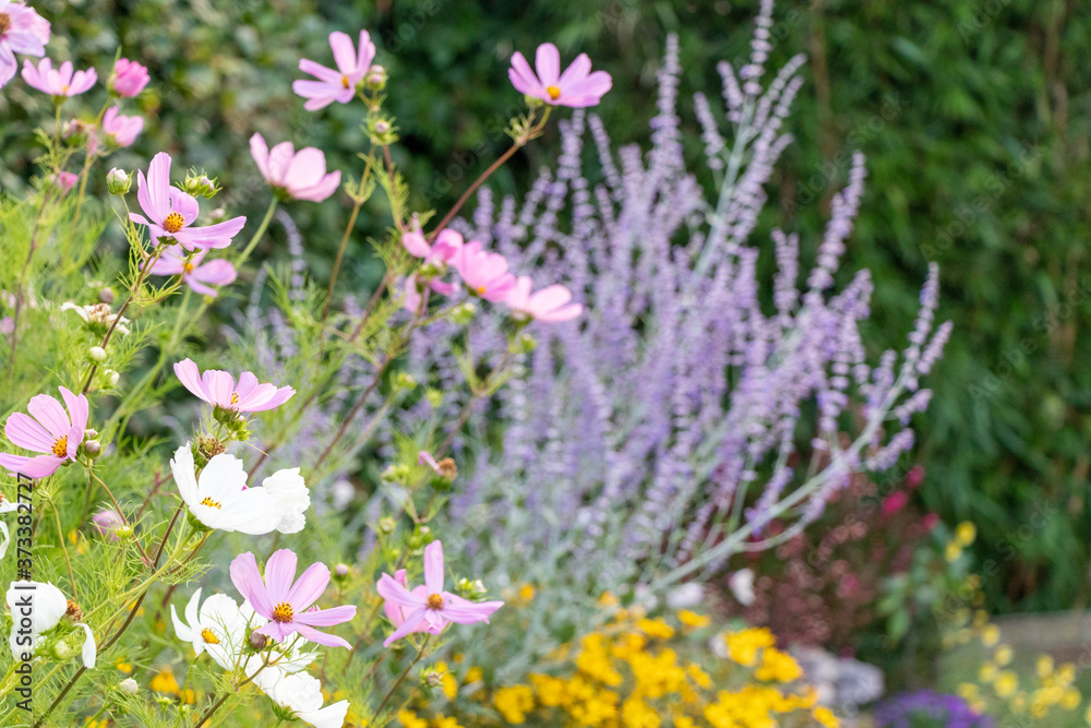 image of beautiful home garden with differents kinds of flowers such as cosmos, lavender and yellow flowers with green leaves background. image of beautiful home garden with differents kinds of flowers such as cosmos, lavender and yellow flowers with green leaves background.