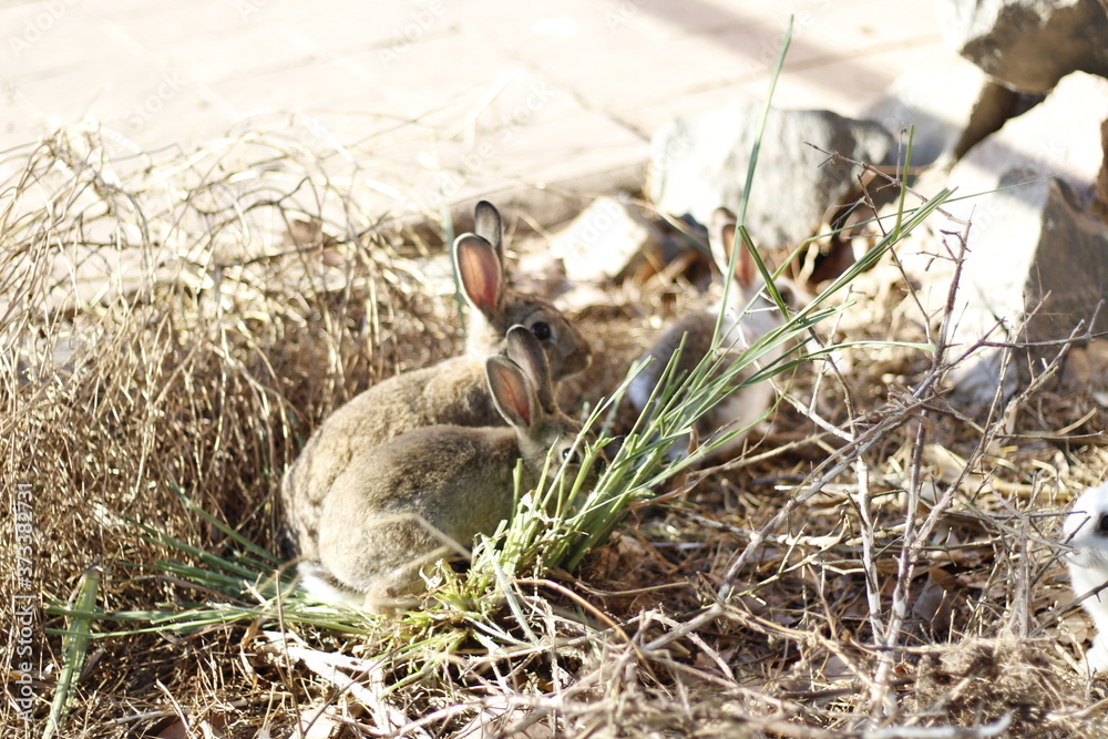 Obraz premium Rabbits