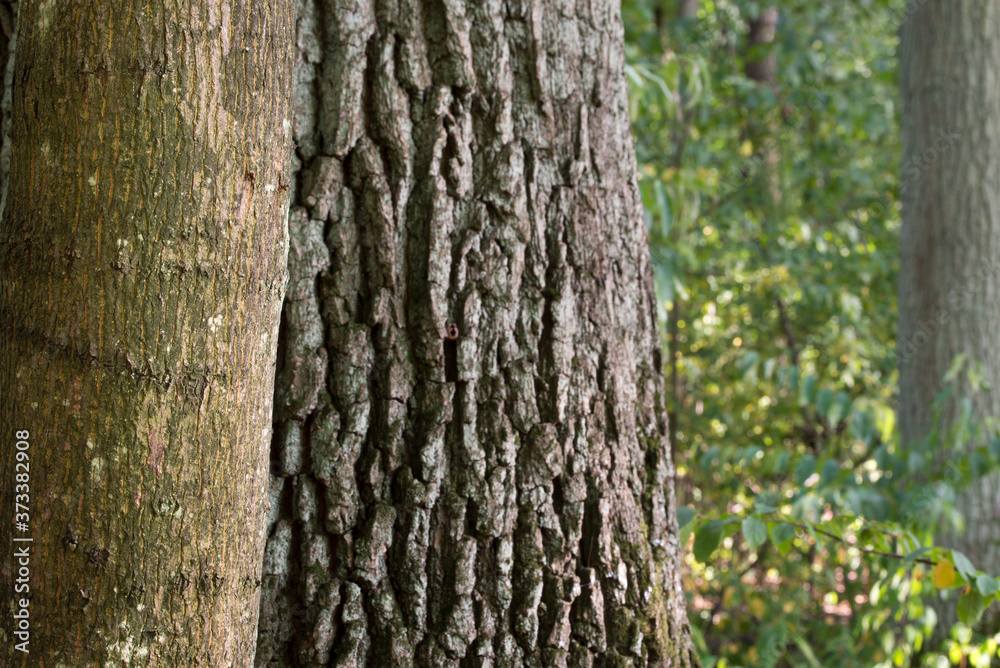 maple and oak tree trunks in forest selective focus