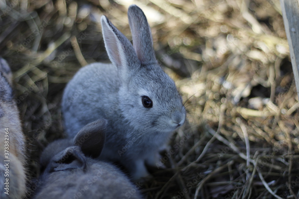 Fototapeta premium Rabbit