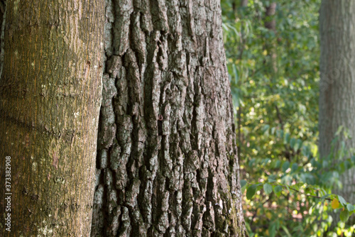 maple and oak tree trunks in forest selective focus