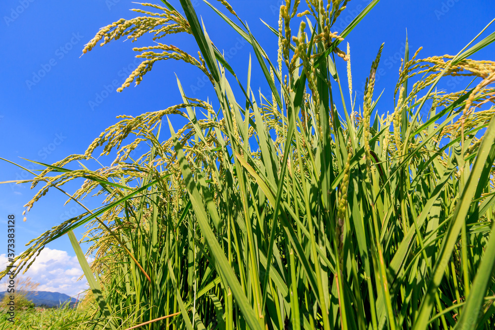 Naklejka premium 8月の田んぼ 稲 青空 秋田県