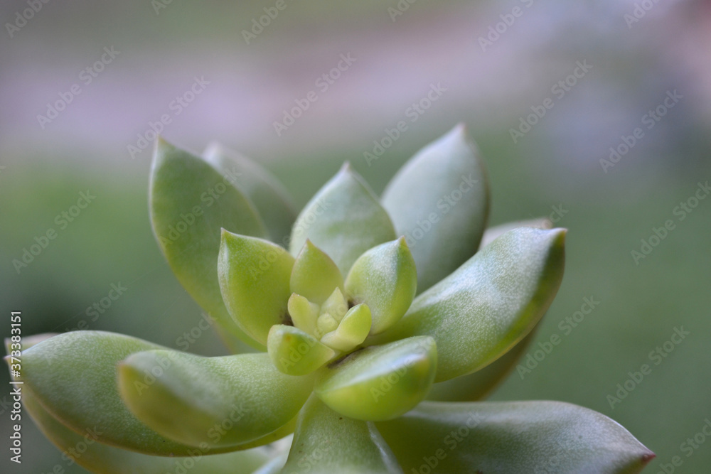 Macrofotografia de Suculenta Verde Macrofotografia de Suculenta Verde