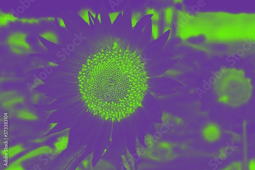 Fototapeta Naklejka Na Ścianę i Meble -  Close up on Sunflower bloom in abstract, vivid colors purple and green