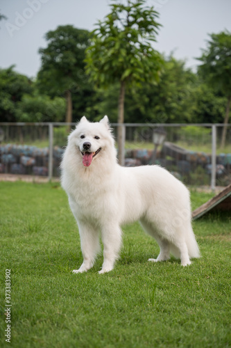 Samoyed happily playing on the grass