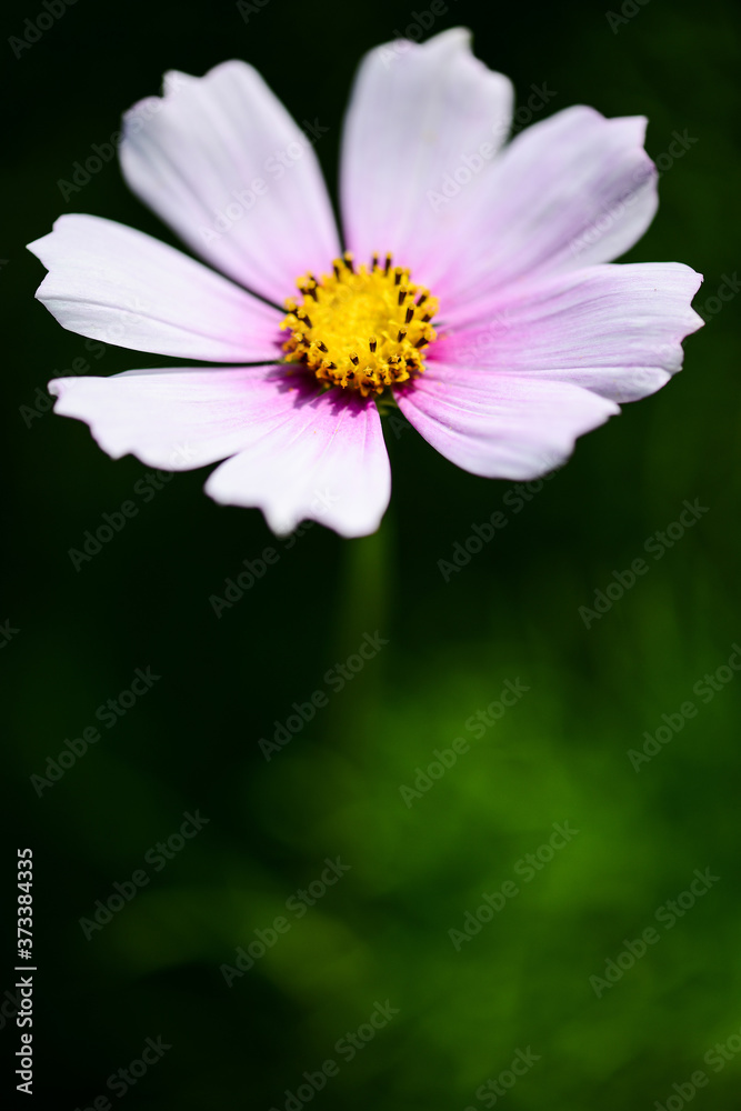 Pink daisy flower