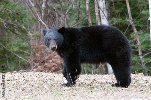 Black Bear Stock Photos. Bear close up foraging on the roadside in the autumn season displaying body, head, ears, eyes, nose, muzzle, paws in its habitat and environment with a forest background.
