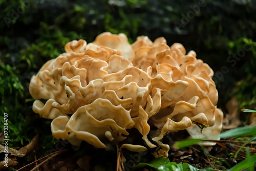 Closeup of a beautiful Eastern Cauliflower Mushroom. Raleigh, North Carolina.