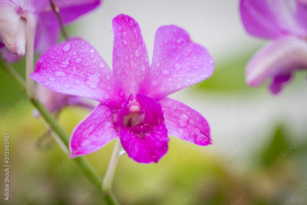 Purple orchids have water drops along the petals Purple orchids have water drops along the petals