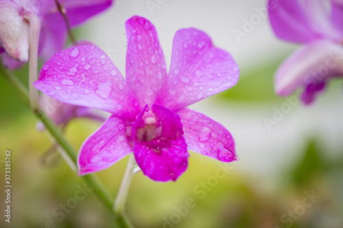 Purple orchids have water drops along the petals