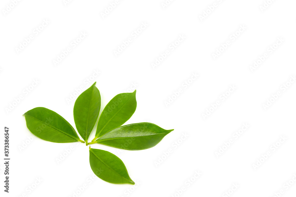 Green leaves on a white background