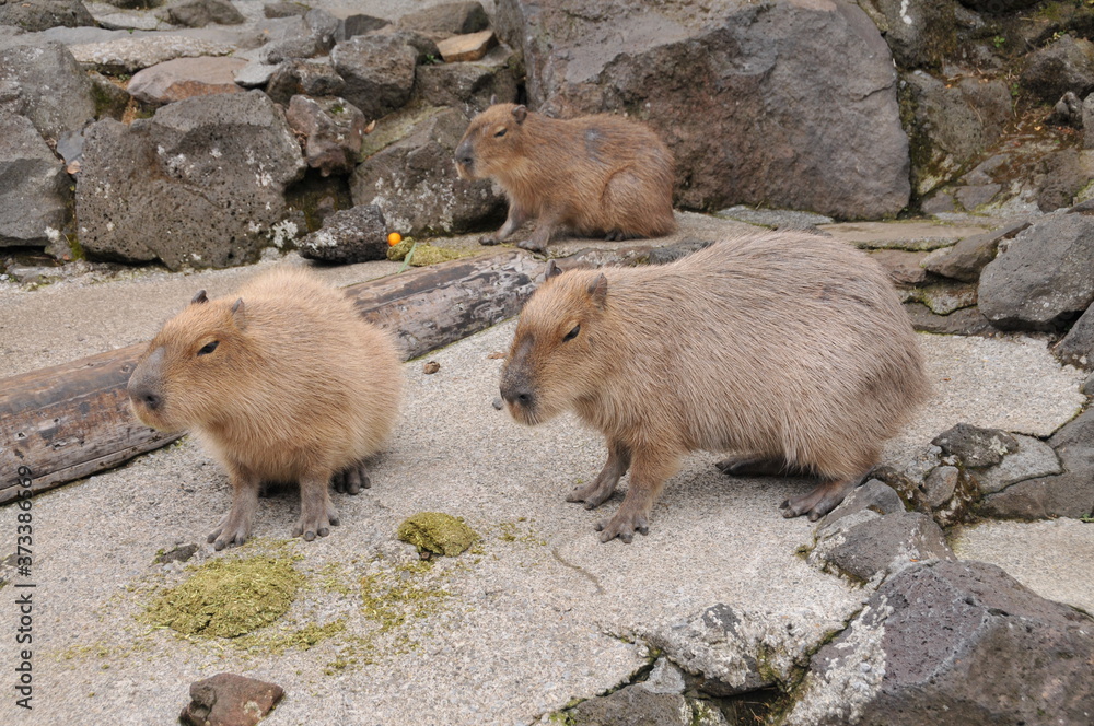 伊豆シャボテン公園