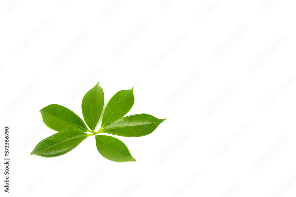 Green leaves on a white background Green leaves on a white background