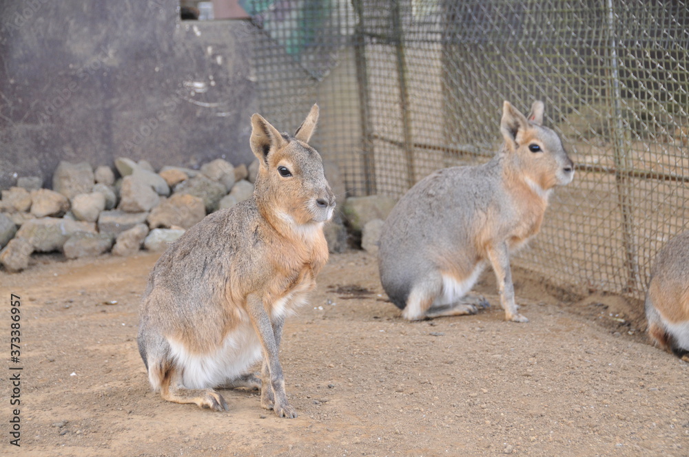 Naklejka premium 伊豆シャボテン公園