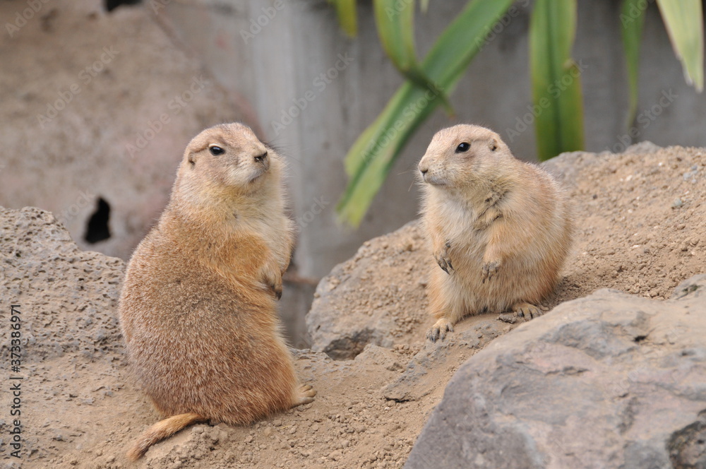 伊豆シャボテン公園 伊豆シャボテン公園